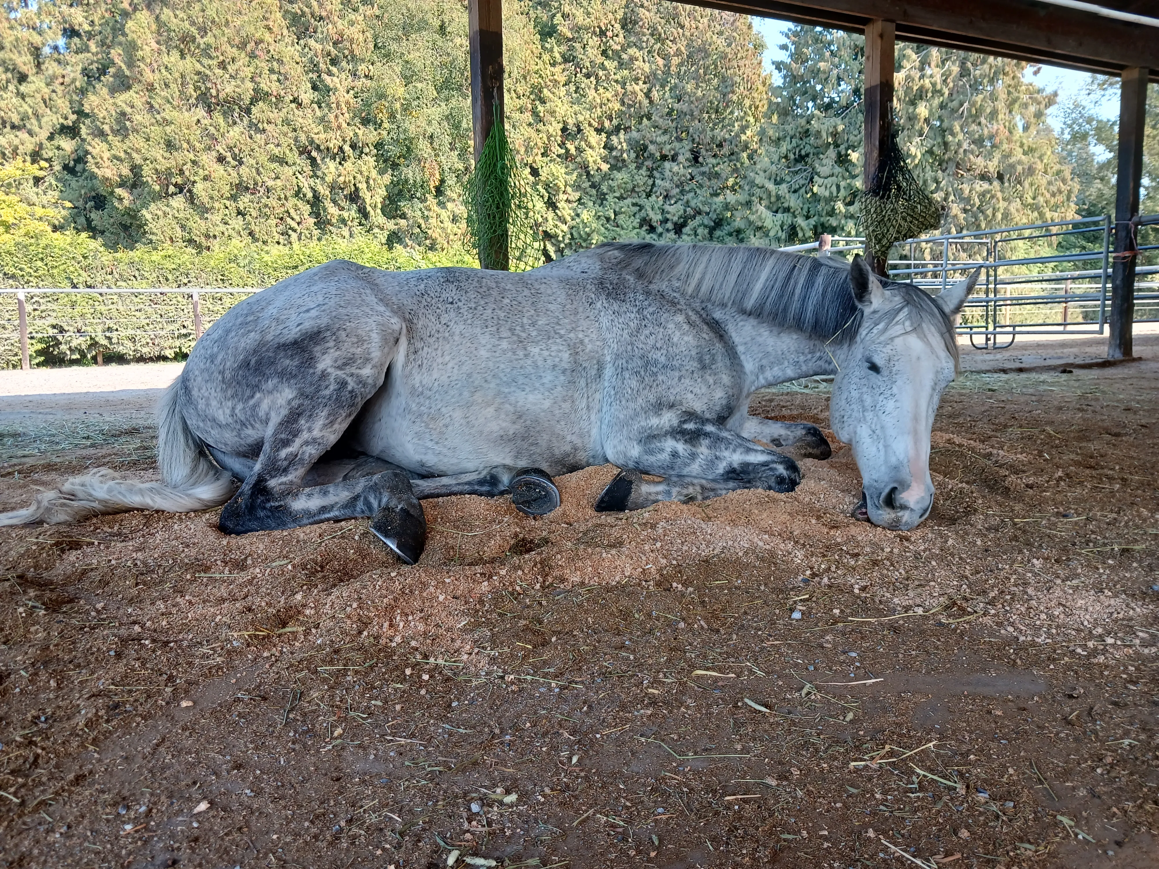 Napping Horse