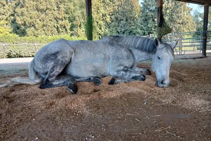 Napping Horse jigsaw puzzle