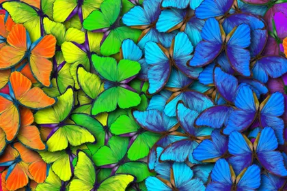 Rainbow Butterflies jigsaw puzzle