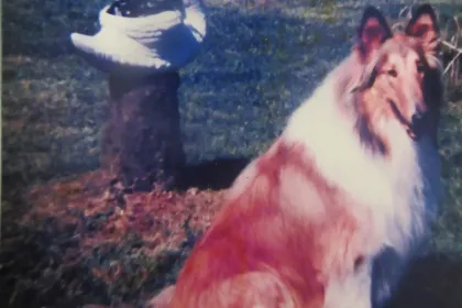 Vesta. RIP. jigsaw puzzle