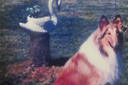 Vesta' RIP. jigsaw puzzle