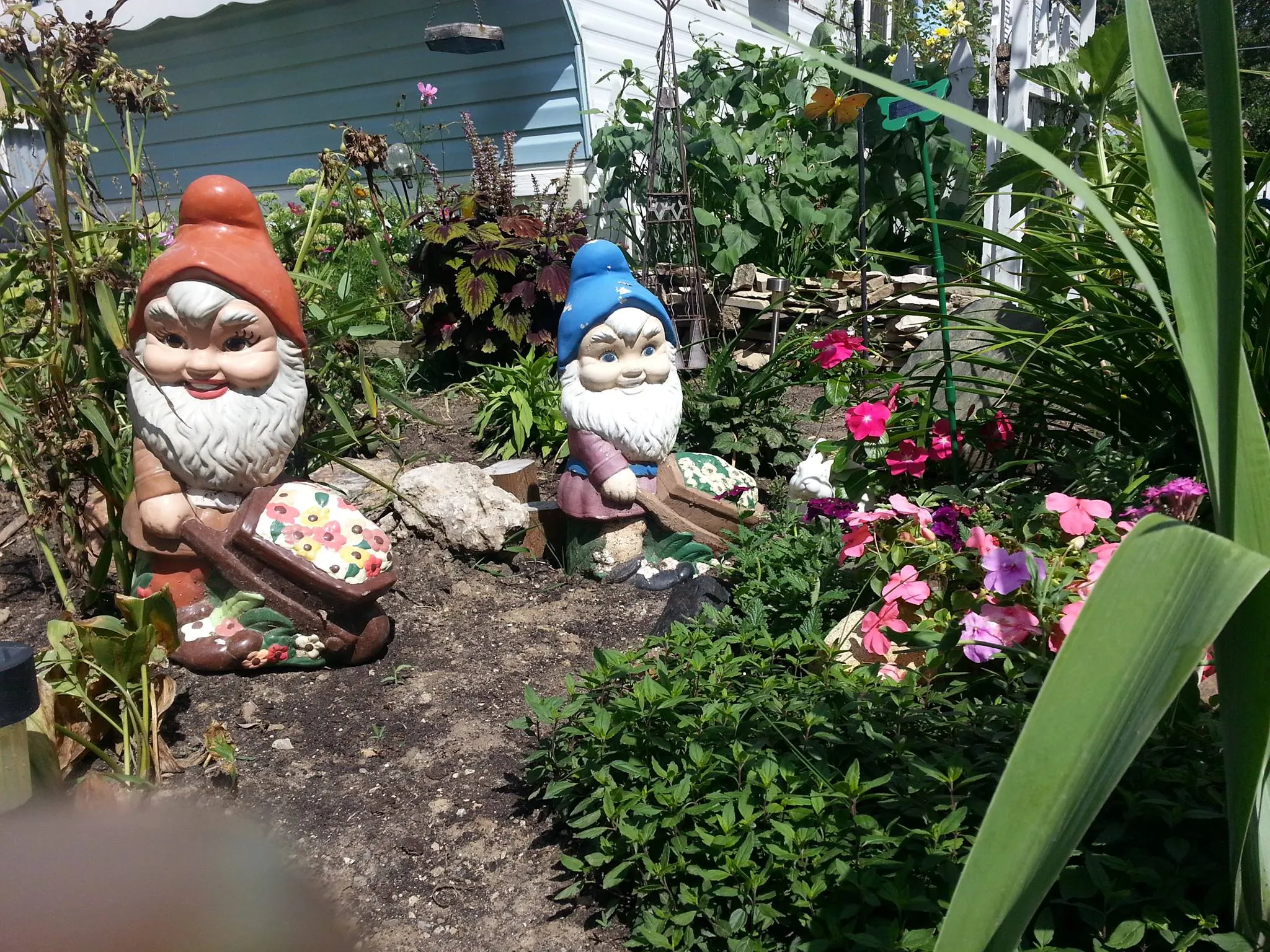 gnomes