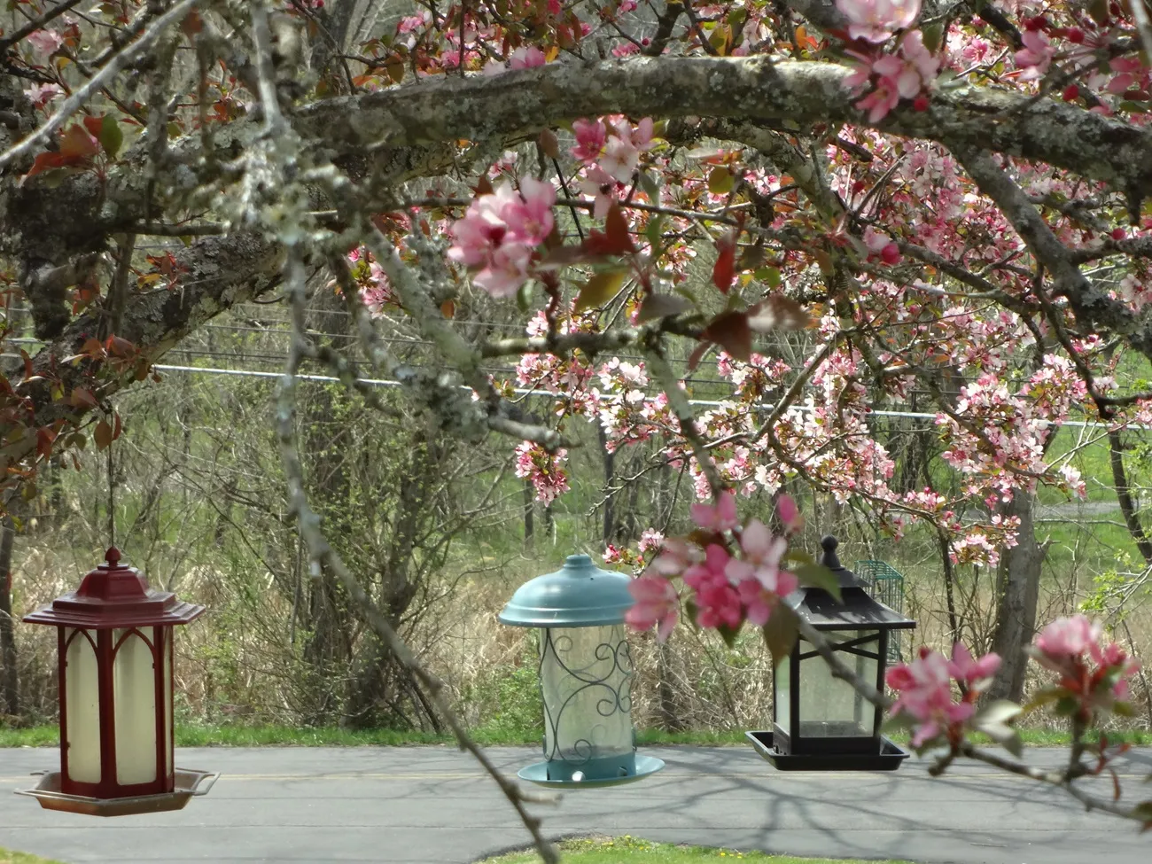 Bird Feeders in Spring
