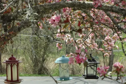 Bird Feeders in Spring jigsaw puzzle