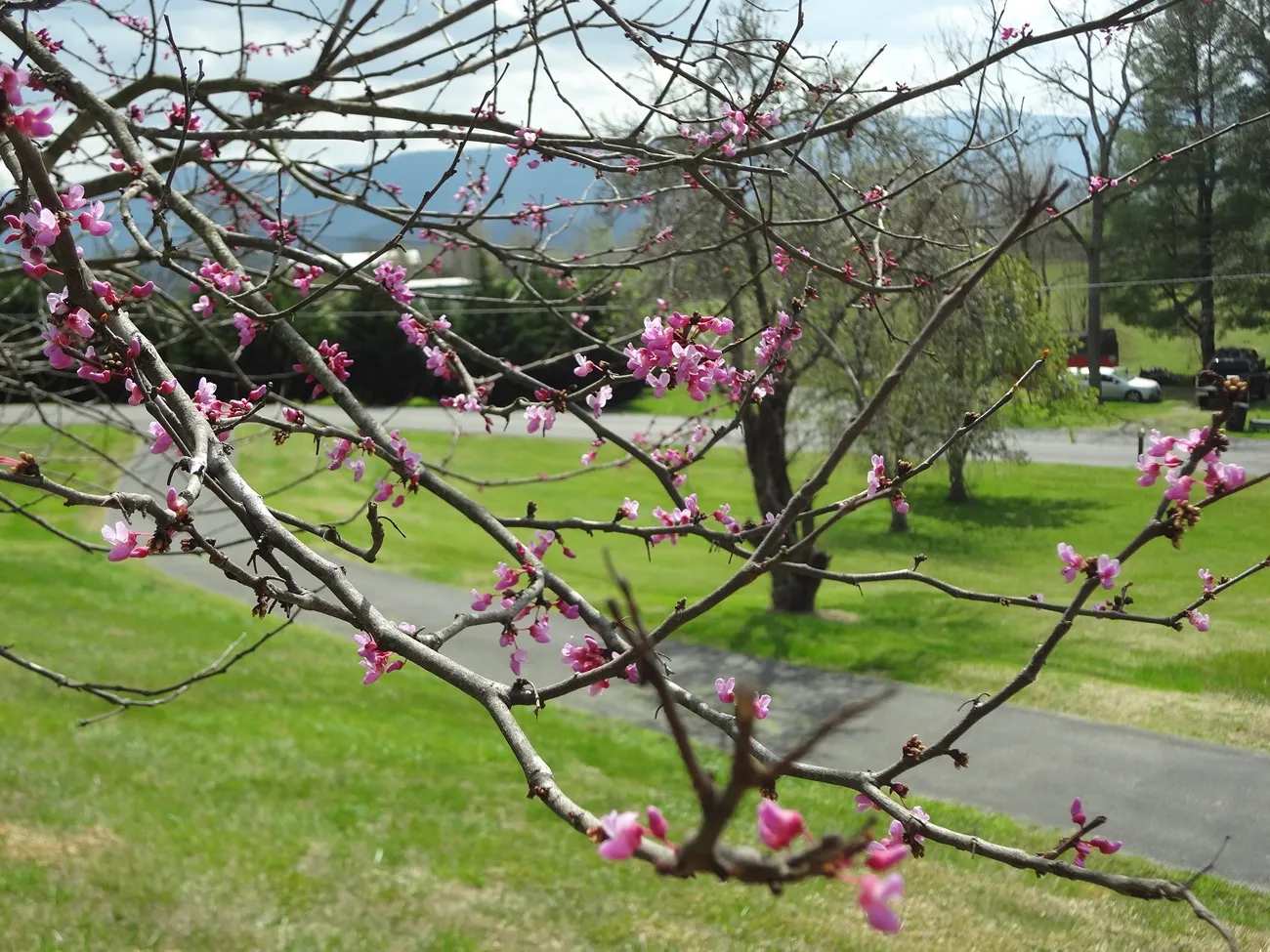Redbud in Spring