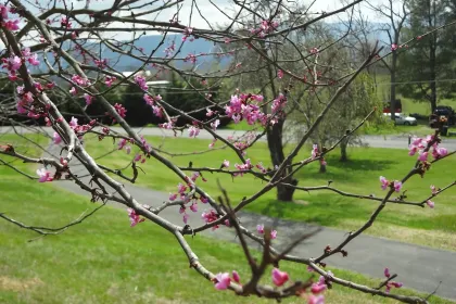 Redbud in Spring jigsaw puzzle