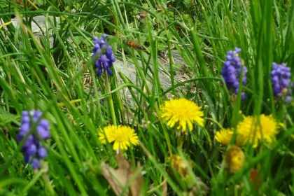 Signs of Spring jigsaw puzzle