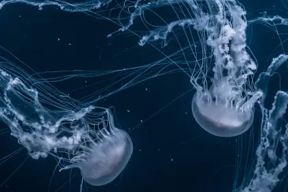 Jellyfish jigsaw puzzle