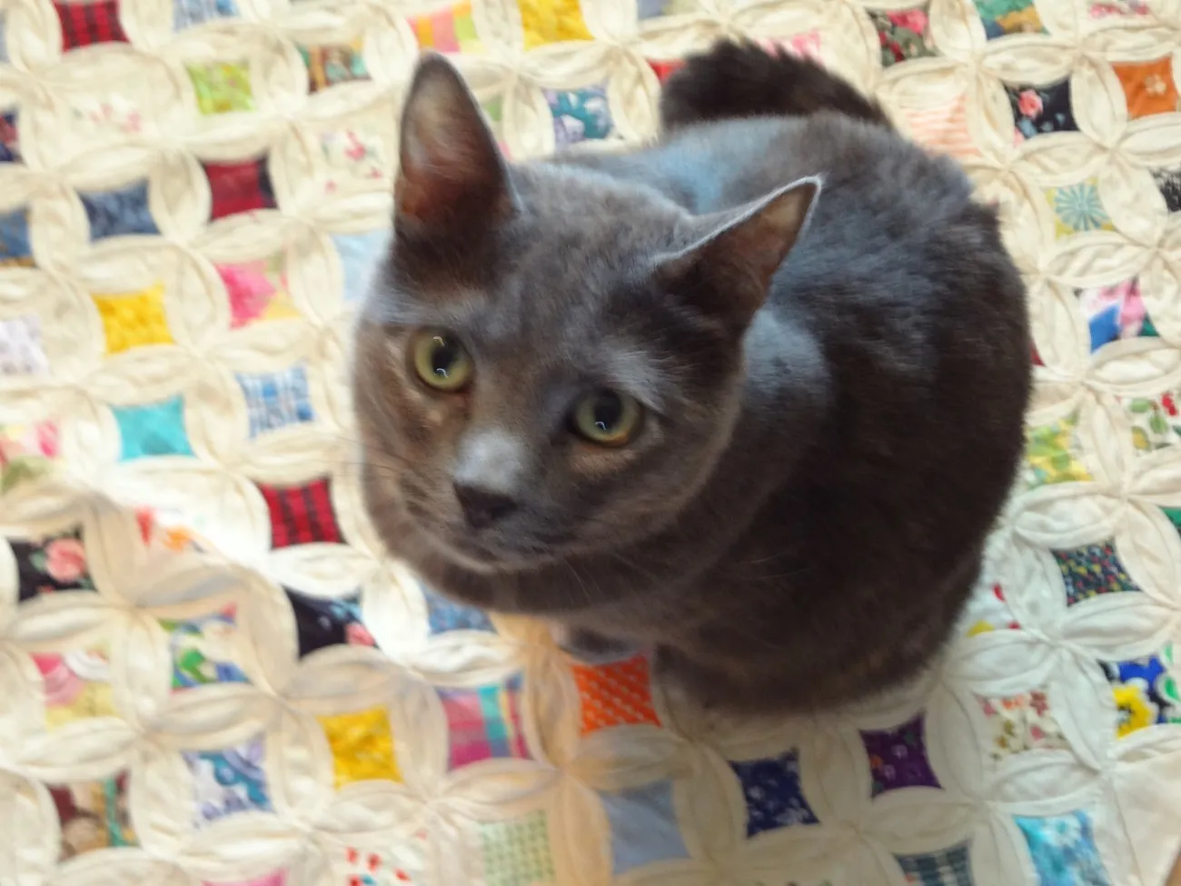 Kitty on the Quilt