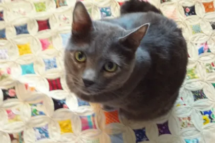 Kitty on the Quilt jigsaw puzzle