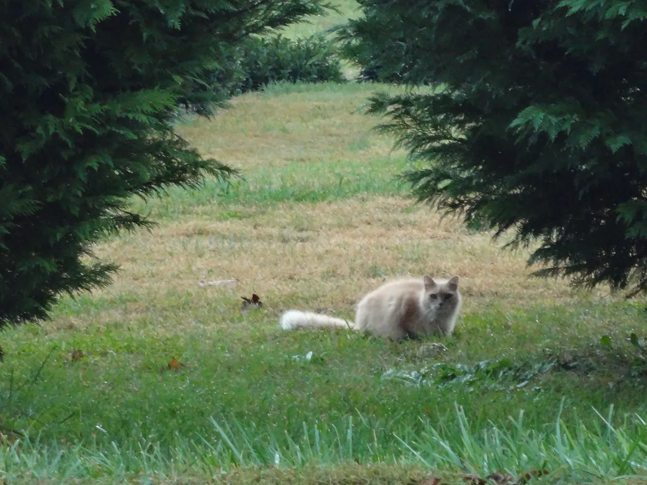 Here's Lookin' at You, Kitty jigsaw puzzle
