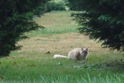 Here's Lookin' at You, Kitty jigsaw puzzle jigsaw puzzle