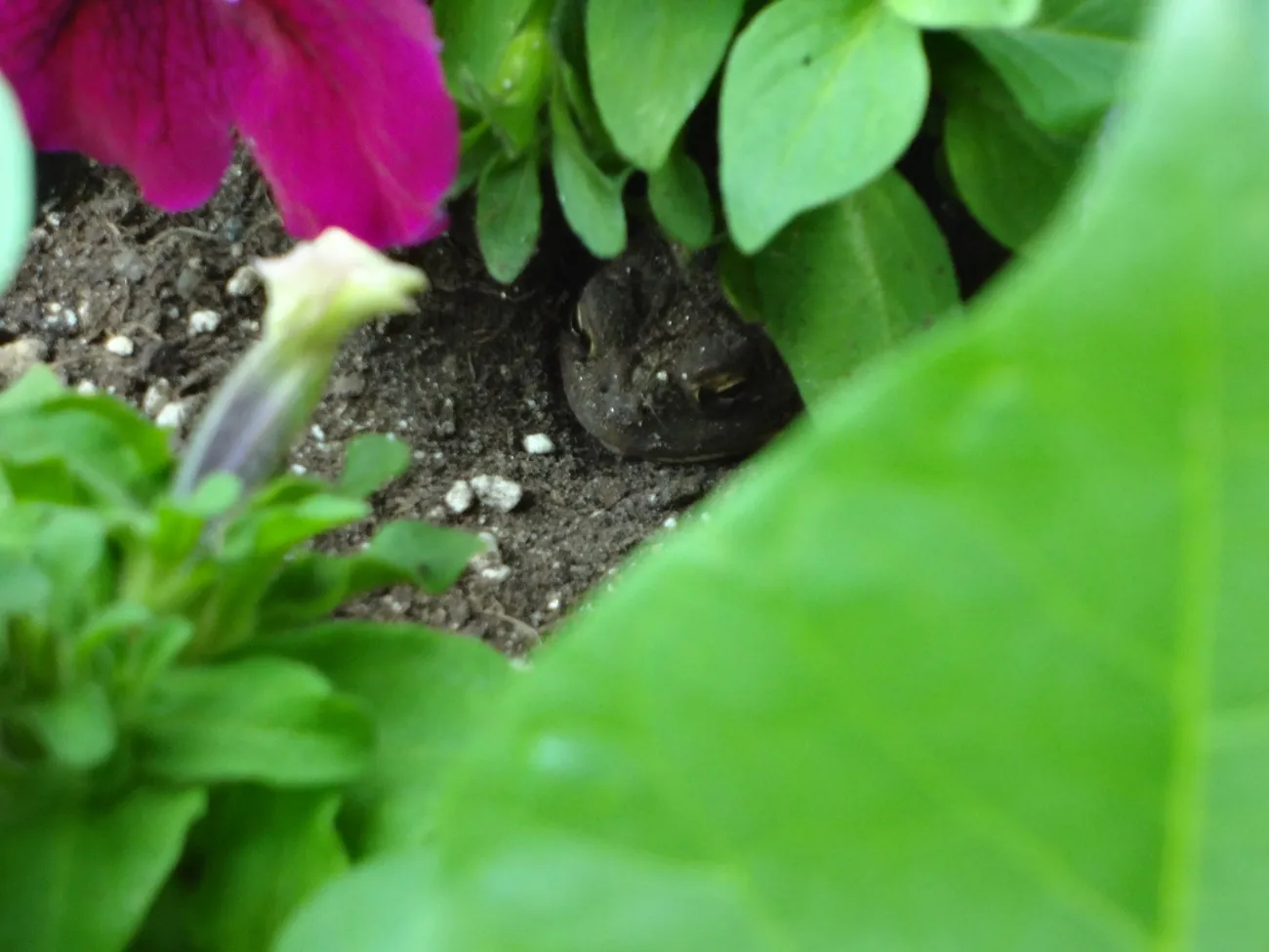 Toad Dug in the Flower Pot