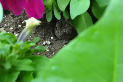 Toad Dug in the Flower Pot jigsaw puzzle