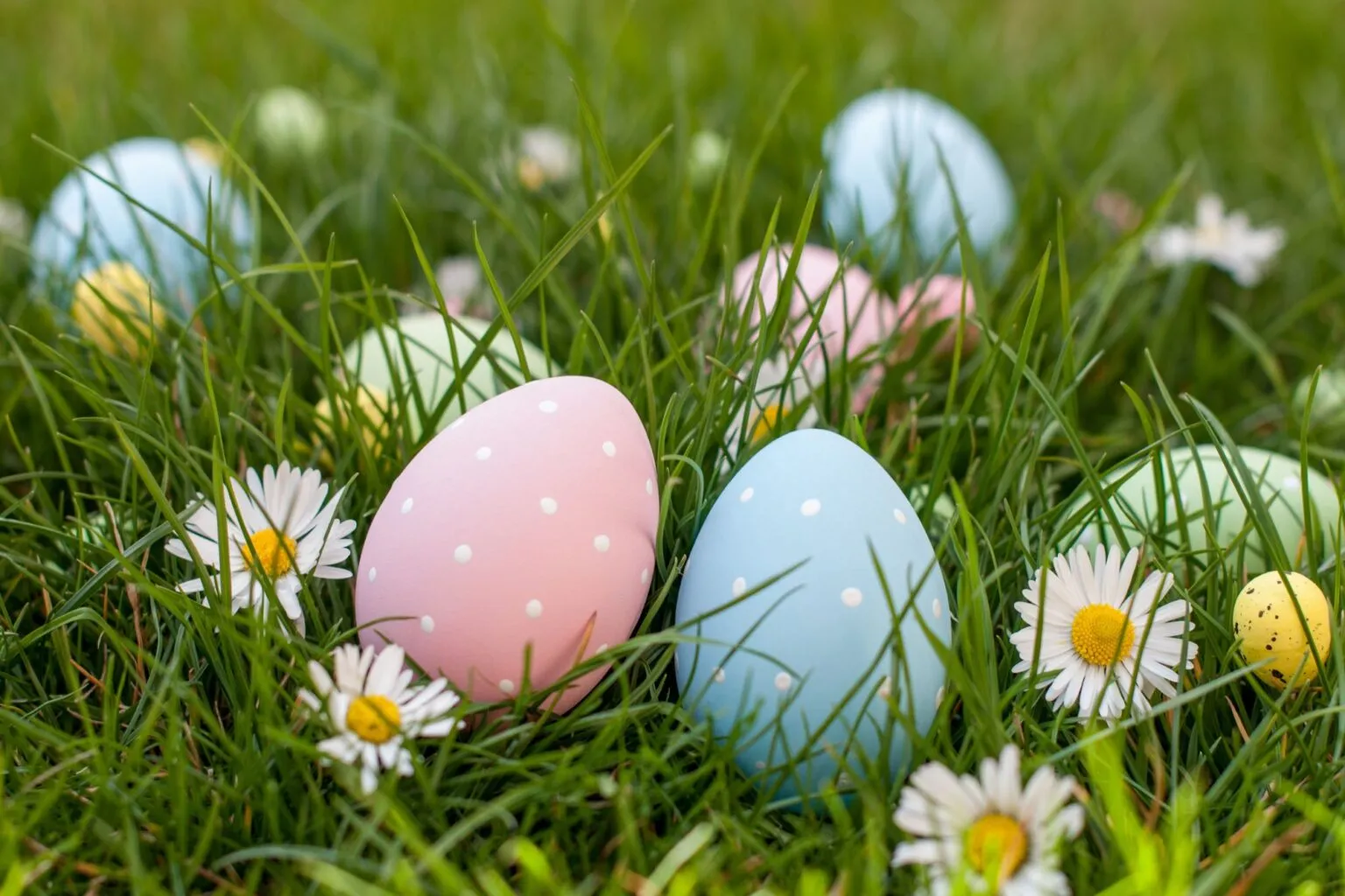 Colored Eggs in Grass