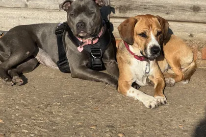 Besties jigsaw puzzle