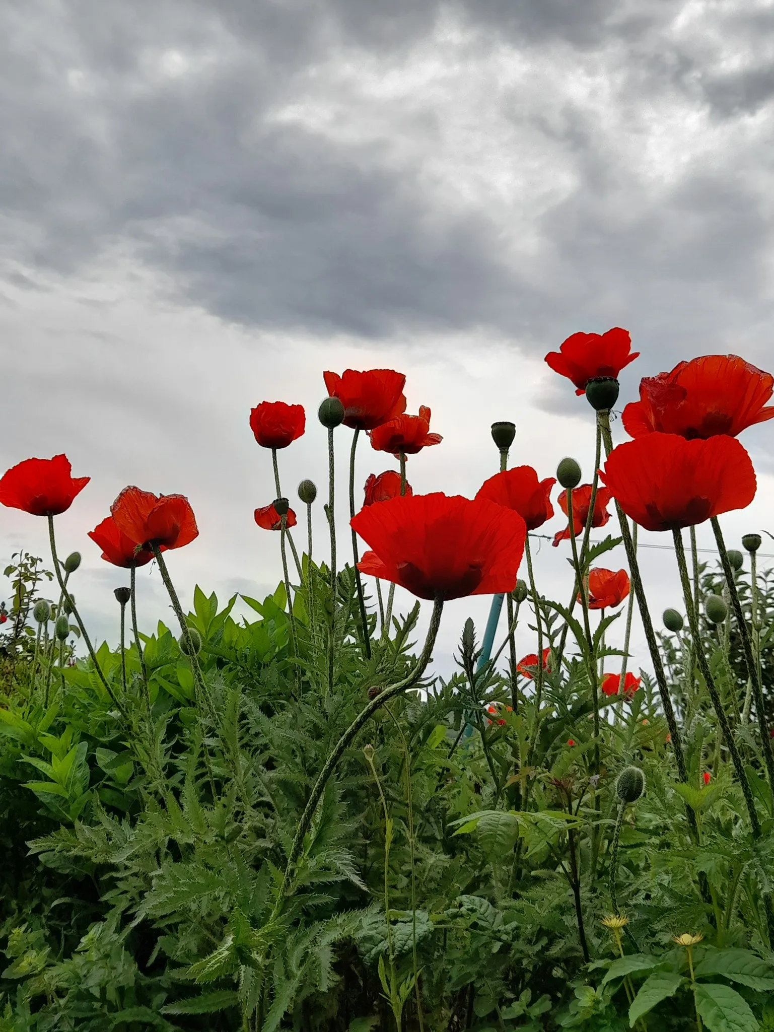 Poppies