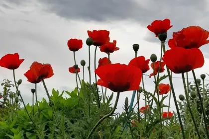 Poppies jigsaw puzzle