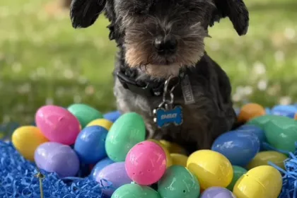 Sparky jigsaw puzzle