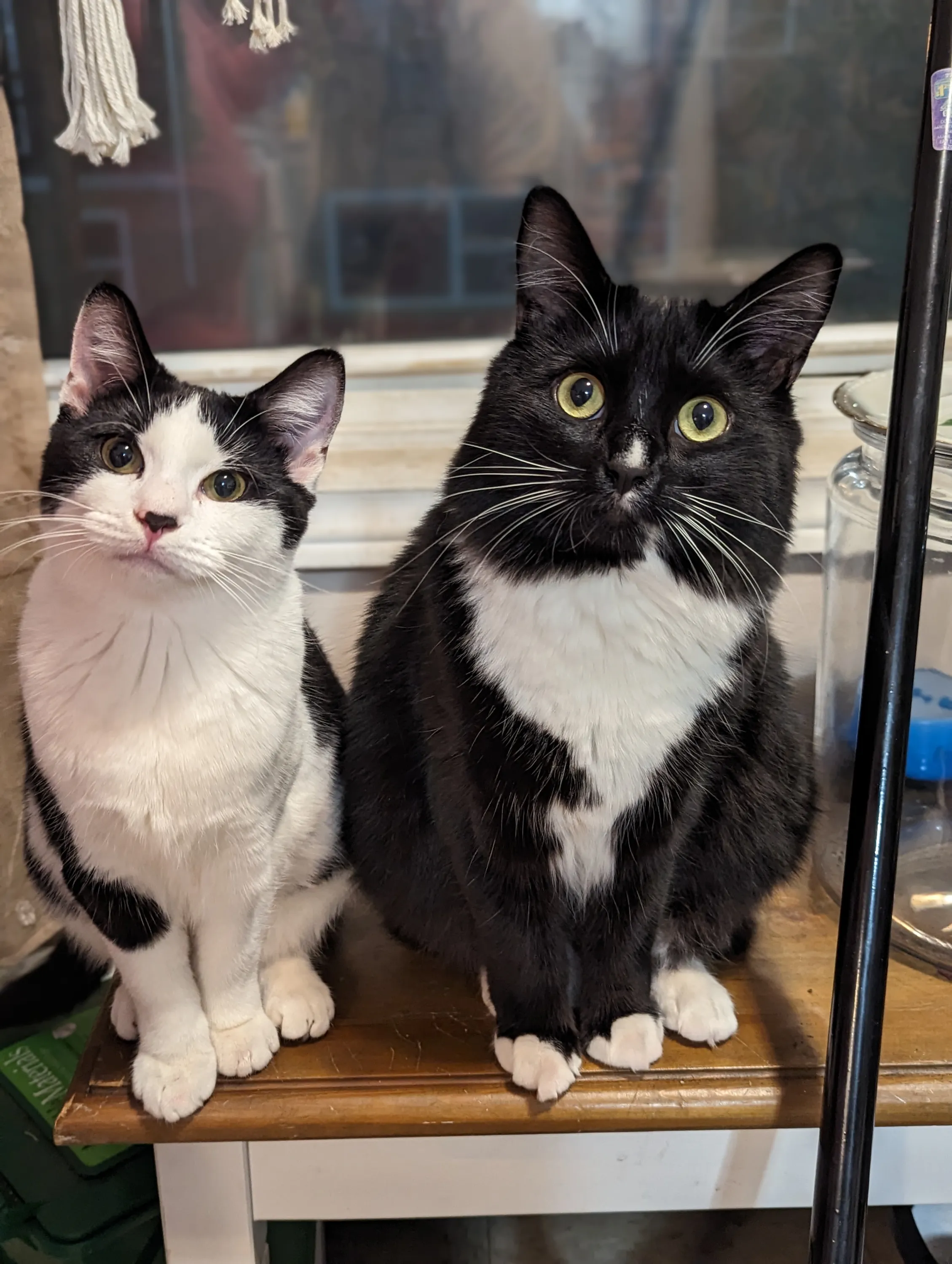 e.g a cute kittens sitting