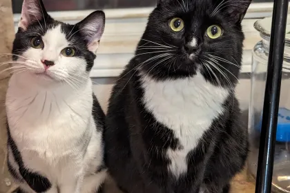 e.g a cute kittens sitting jigsaw puzzle