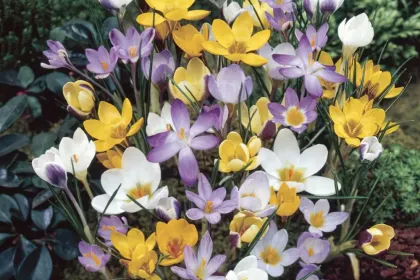 Crocus patch jigsaw puzzle