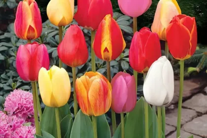 Tulips from Amsterdam jigsaw puzzle