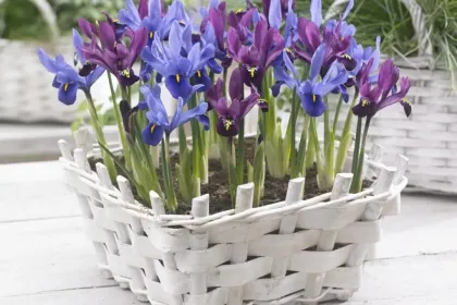 Blooming basket jigsaw puzzle