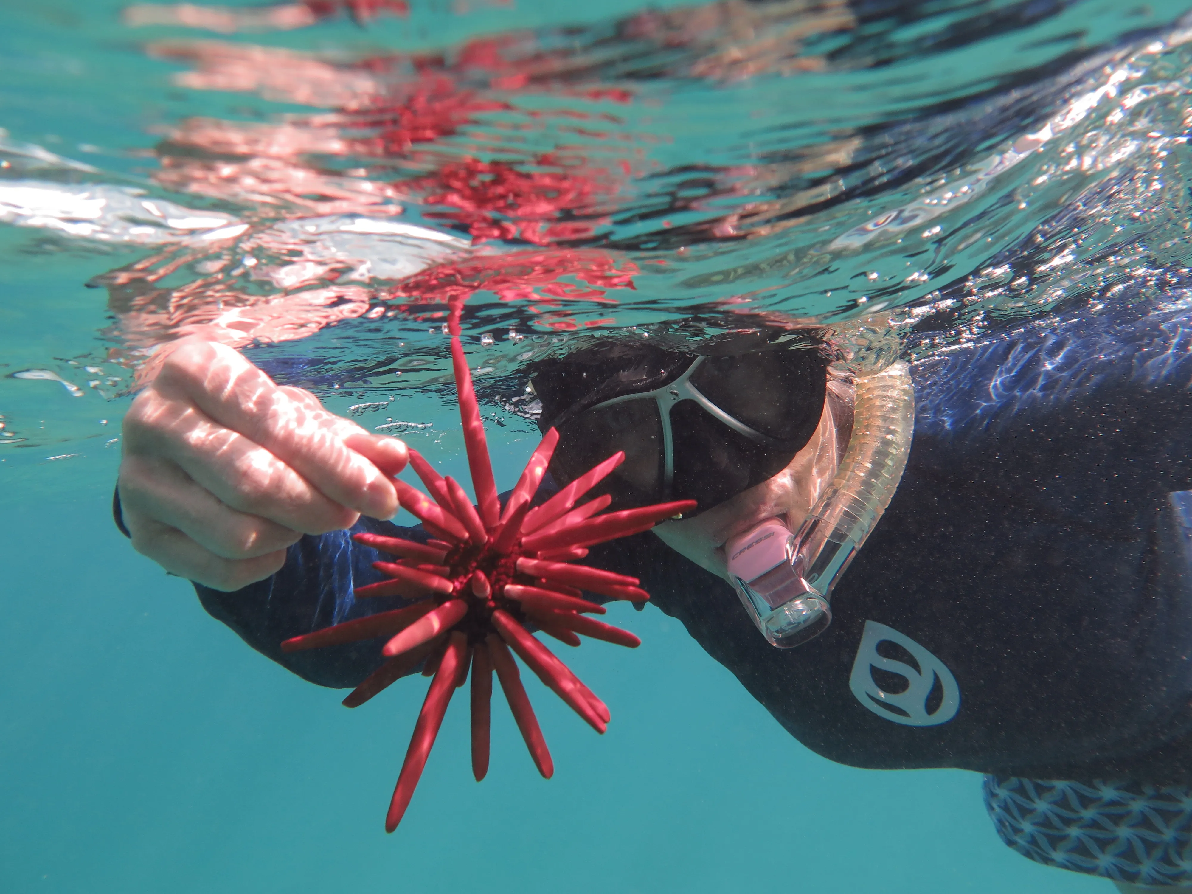 Underwater sea urchin