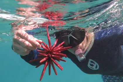 Underwater sea urchin jigsaw puzzle