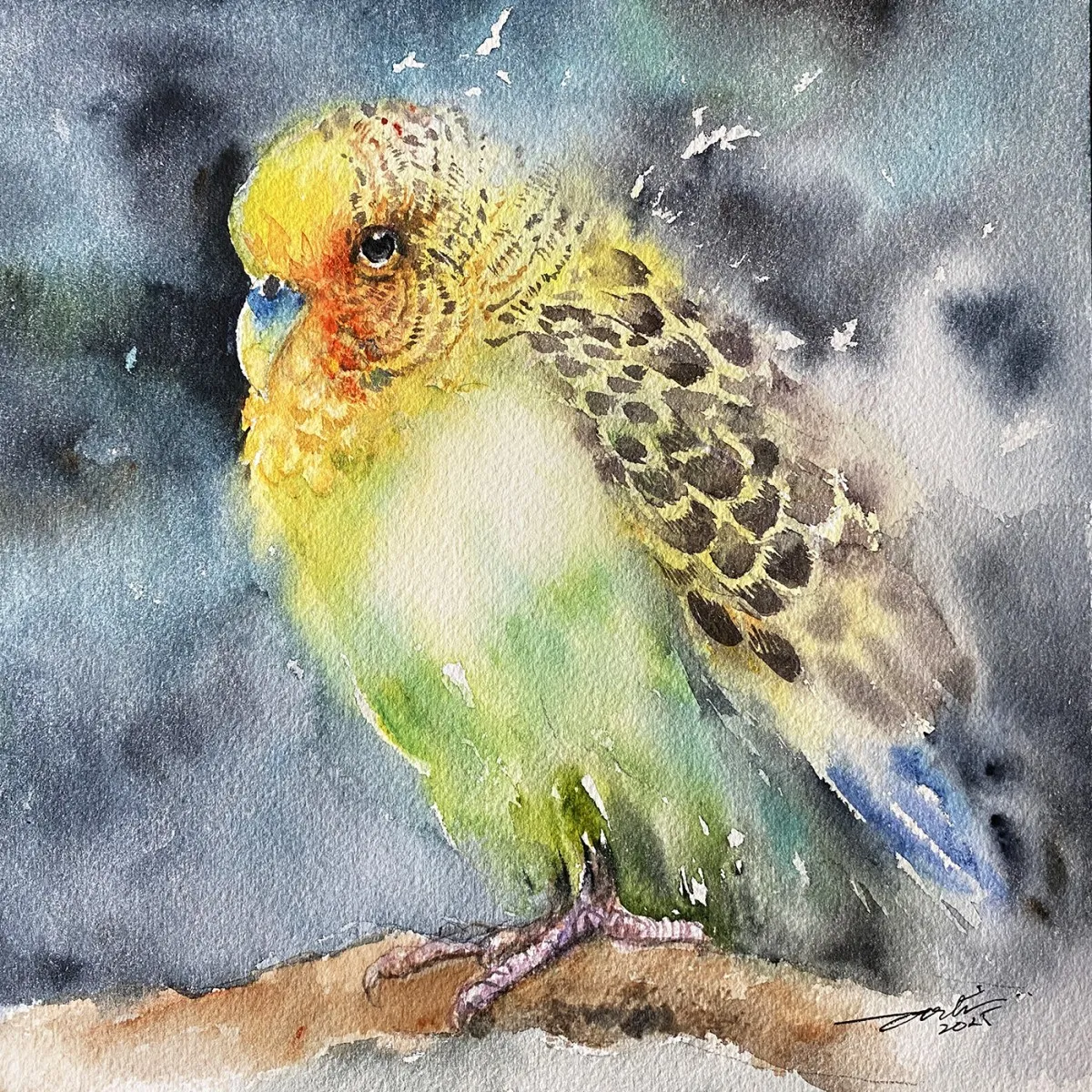 Budgie