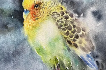 Budgie jigsaw puzzle
