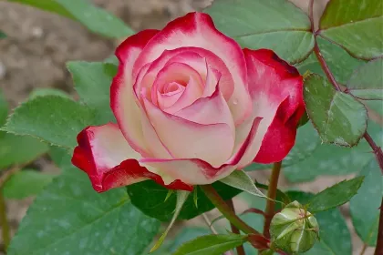 Роза jigsaw puzzle jigsaw puzzle