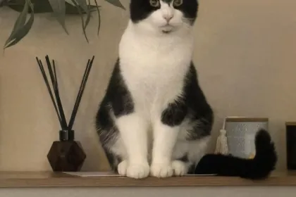 Tuxedo jigsaw puzzle