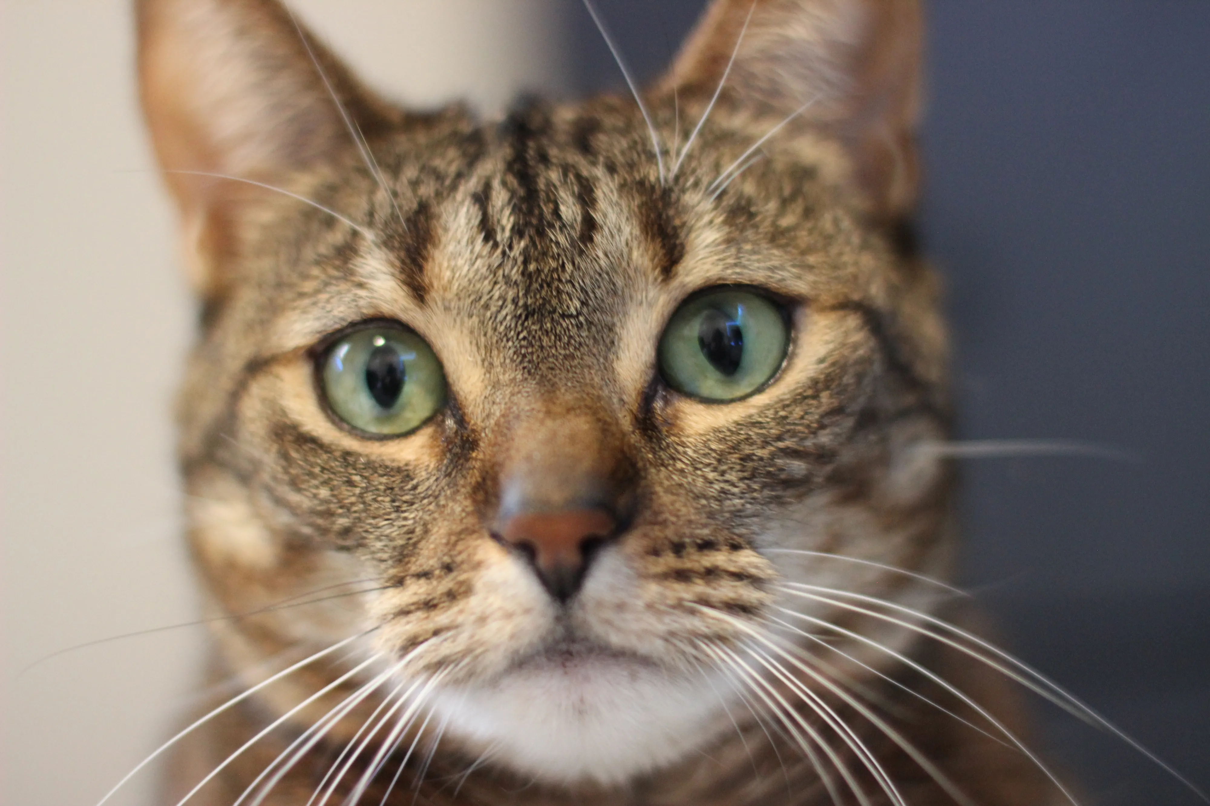 evee (my cat) puzzle