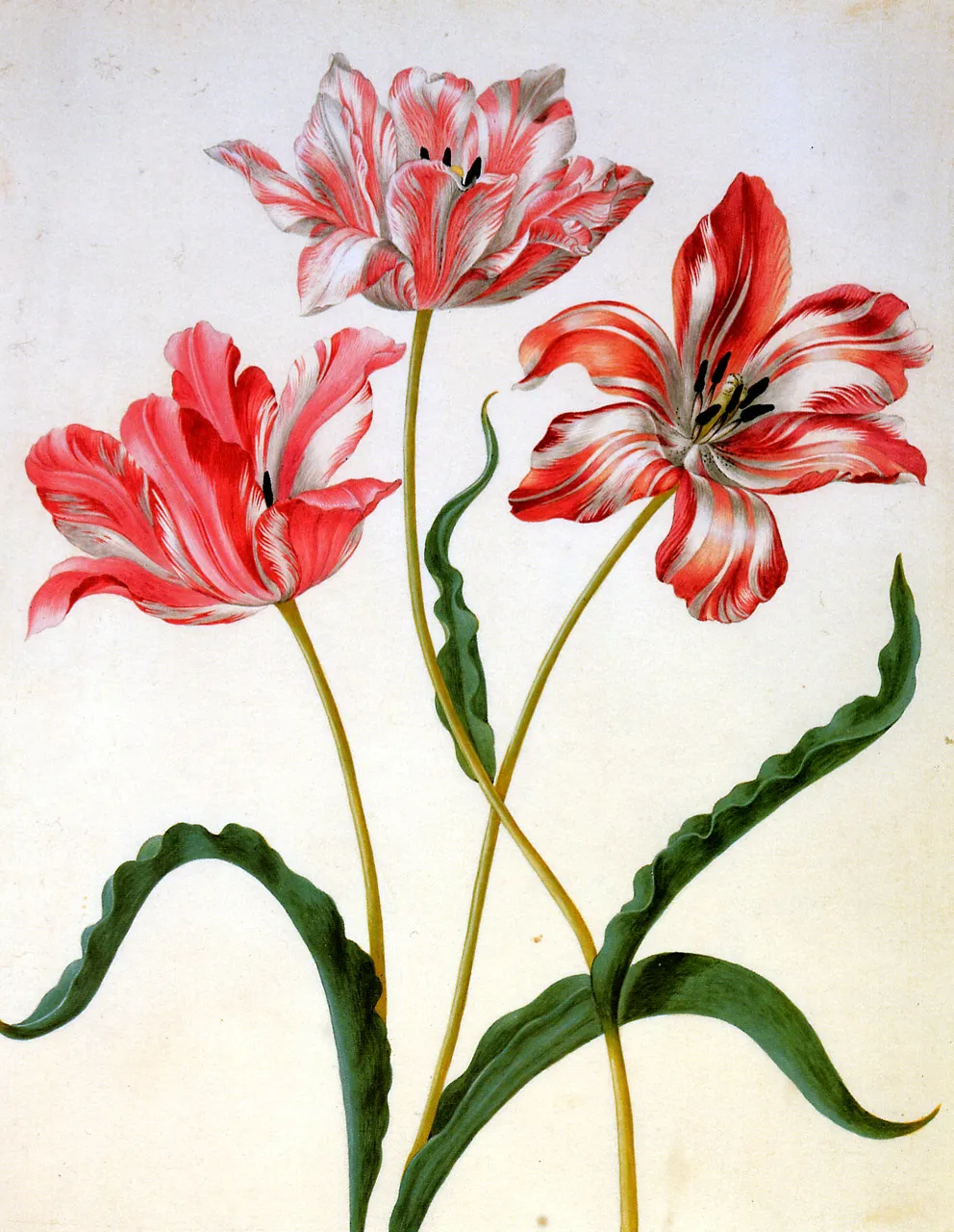 Untitled by Maria Sibylla Merian,