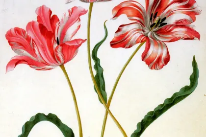 Untitled by Maria Sibylla Merian, jigsaw puzzle