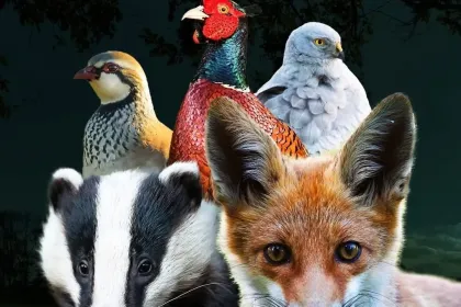 animals jigsaw puzzle