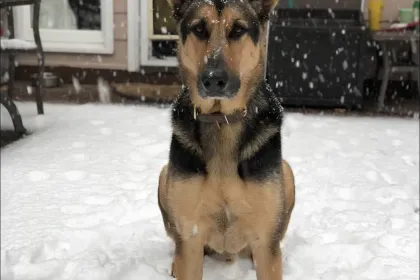 Enjoying the snow jigsaw puzzle
