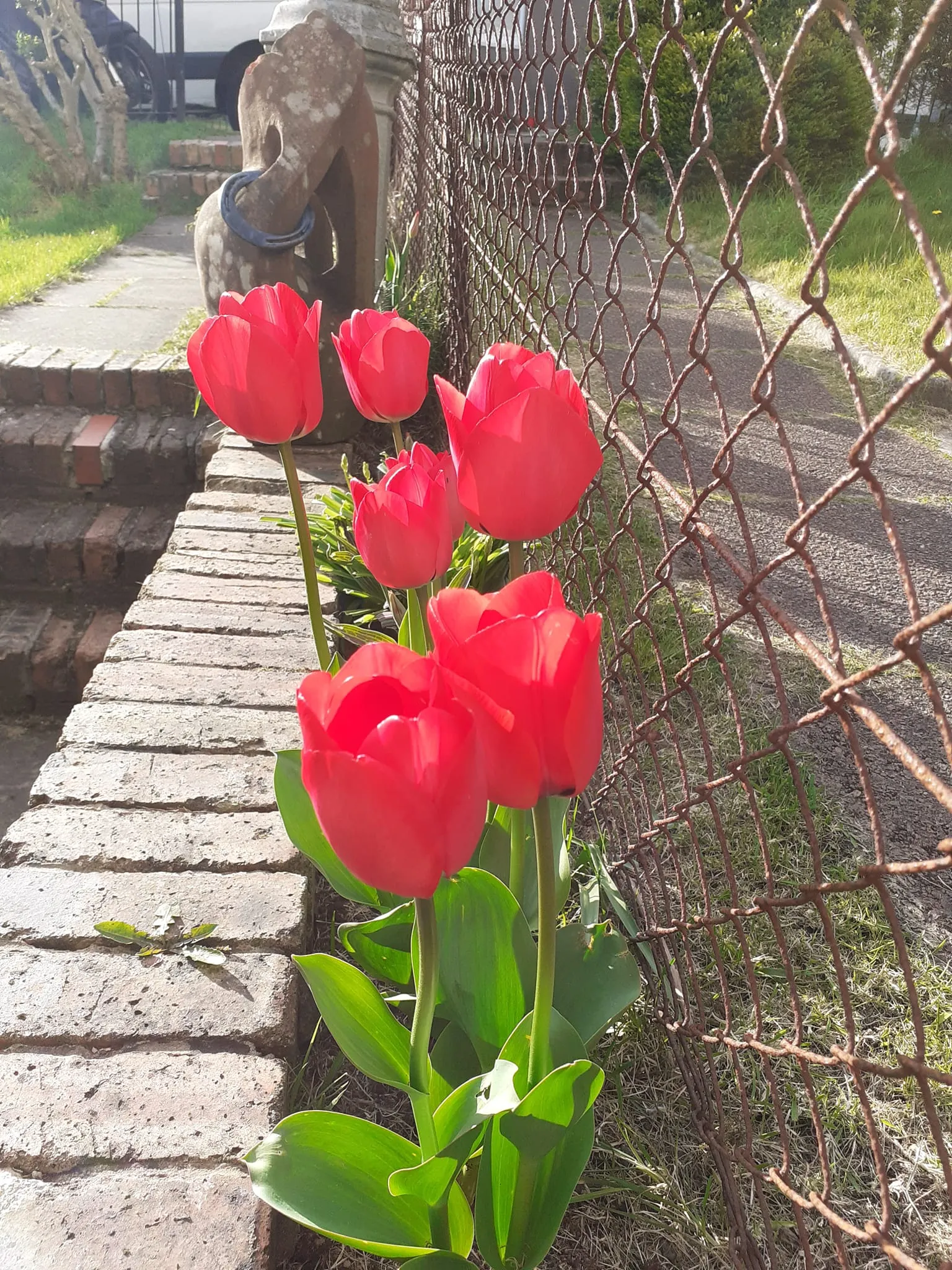 red tulips