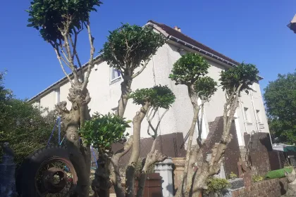 Tyre swing jigsaw puzzle