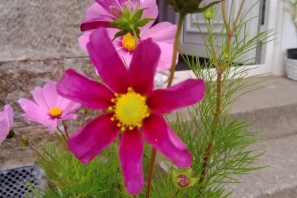 pink daisy jigsaw puzzle