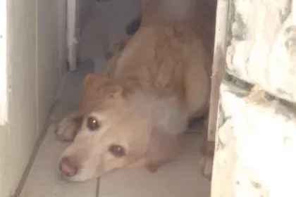 beautuful jigsaw puzzle