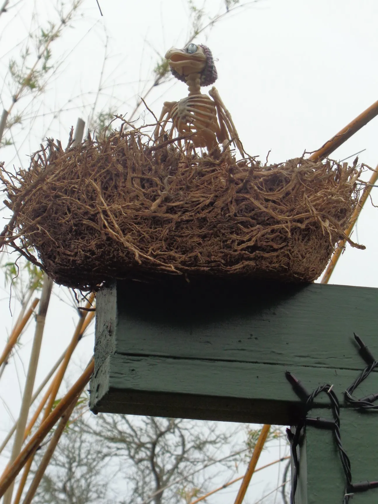 bird nest