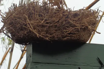 bird nest jigsaw puzzle