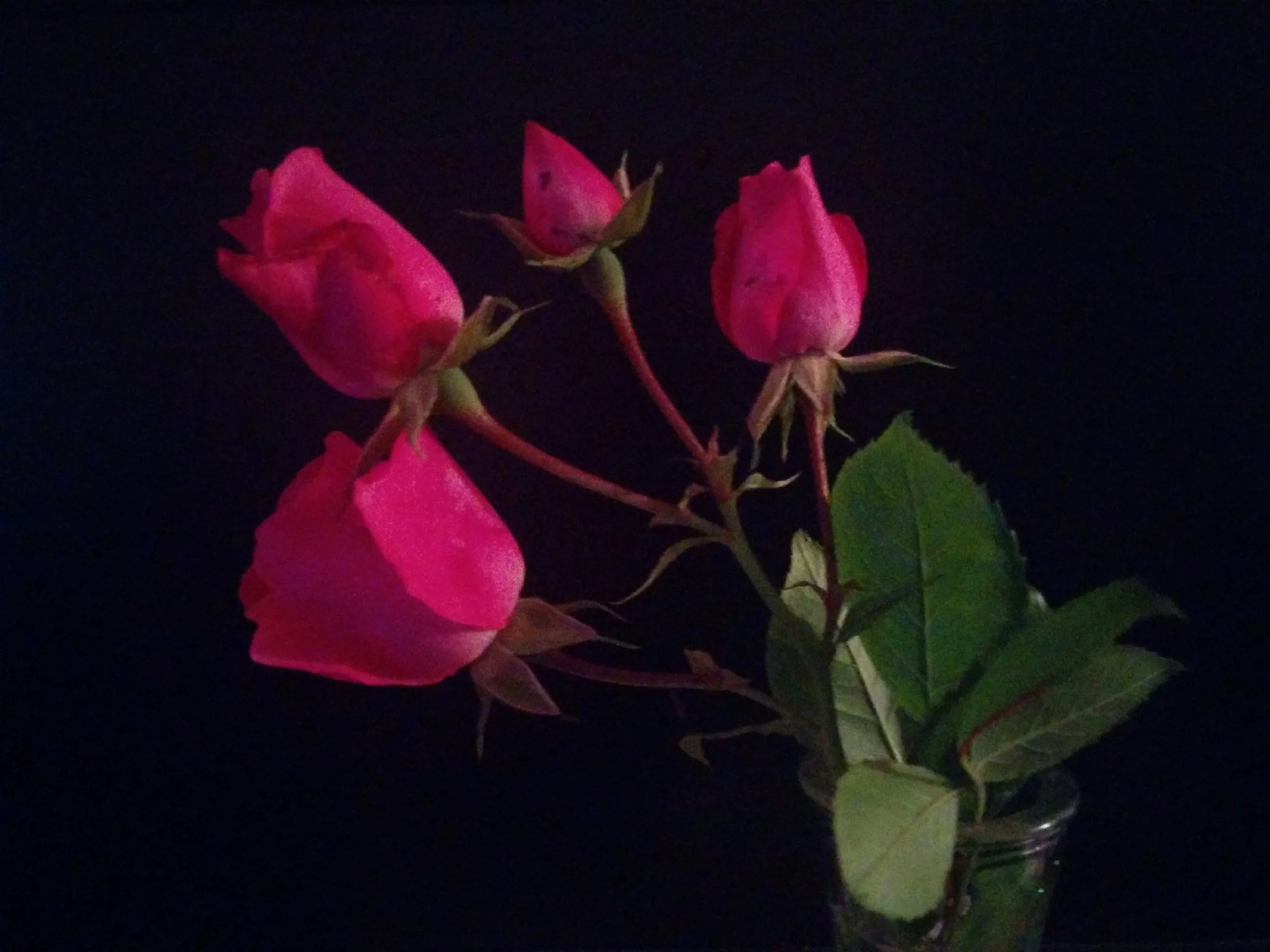 Sweet sweet rose jigsaw puzzle