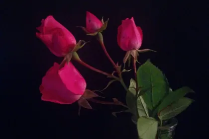 Sweet sweet rose jigsaw puzzle jigsaw puzzle