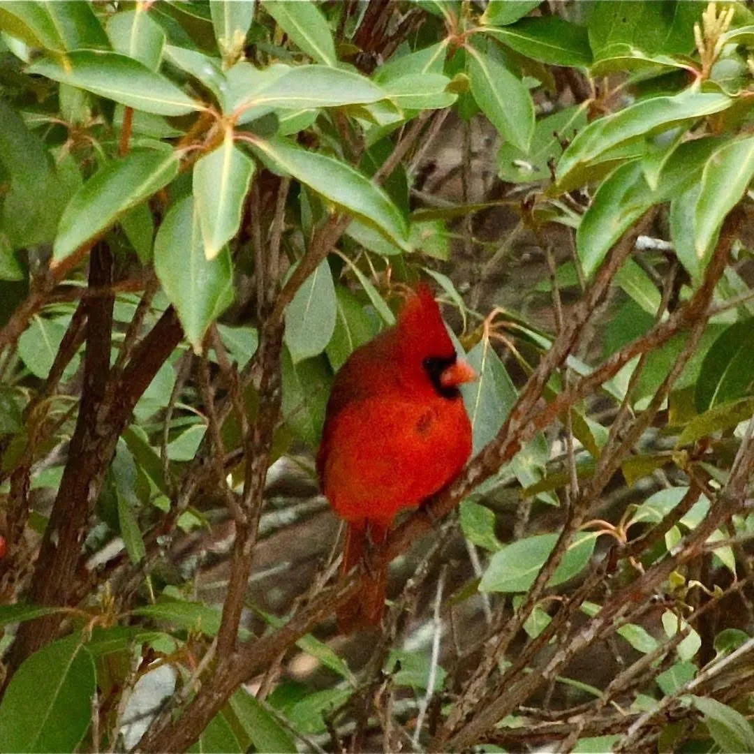 Winter Cardinal