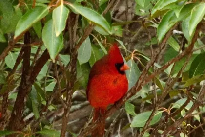 Winter Cardinal jigsaw puzzle