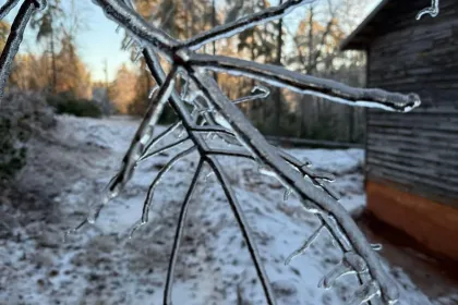 Icy Branch jigsaw puzzle